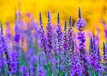 任天堂新款Switch贵了50美元 但成本价仅增加10美元